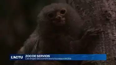 Les singes découvrent leurs nouveaux enclos