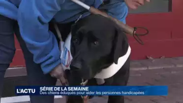 Découvrez le parcours de chiens dressés pour aider
