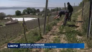 Le printemps chez les vignerons du Vully