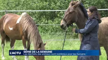 Les animaux sont de véritables guérisseurs pour les humains