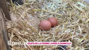 Des oeufs de la ferme livrés à domicile