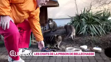 Les Chats de Bellechasse