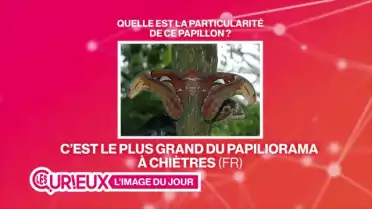 L&#039;Attacus Atlas, rois des papillons