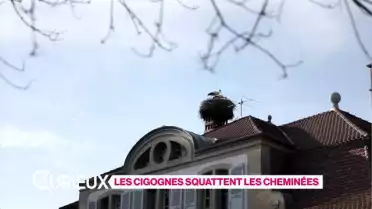 Les Curieux du 17.03.17