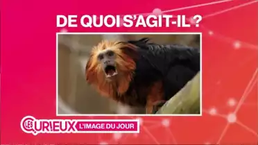 Drôles de bêtes au zoo de Servion