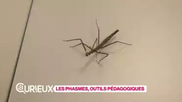 Les phasmes, outils pédagogiques