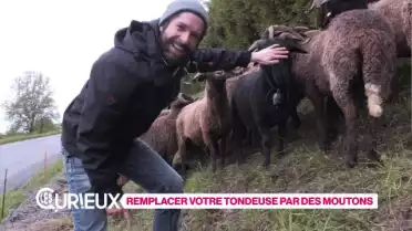 Remplacez votre tondeuse par des moutons