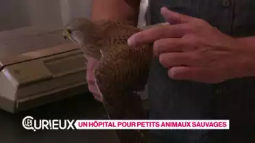 Un hôpital pour les petits animaux sauvages