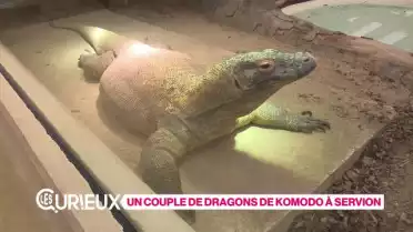 Le seul couple de dragons de Komodo de Suisse