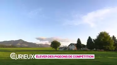 Elever des pigeons de compétition