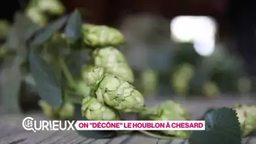On décône le houblon à Chesard