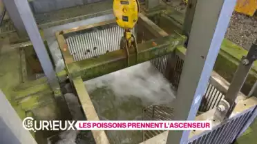 Les poissons prennent l&#039;ascenseur