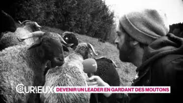 Devenir un leader en gardant des moutons