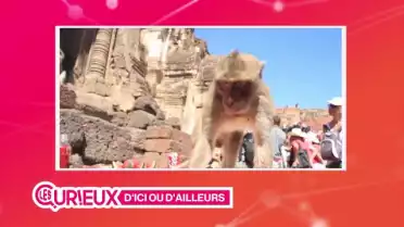 Un festival thaïlandais réservé aux singes