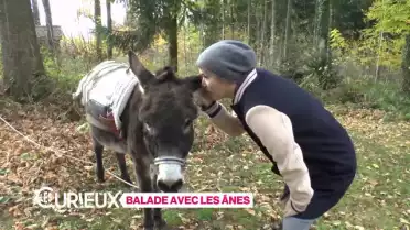 Balade avec les ânes