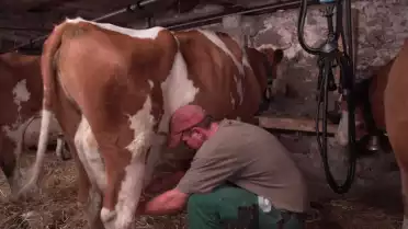 La fabrication du fromage d'alpage