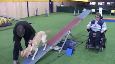 Agility, ces chiens aidants