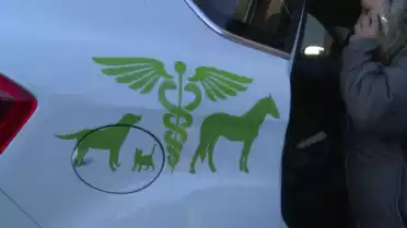 Médecine complémentaire pour animaux