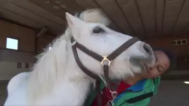 Des chevaux à adopter