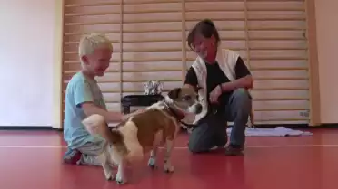 Des cours PAM pour bien réagir face à un chien errant