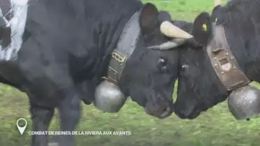 Combat de Reines de la Riviera aux Avants