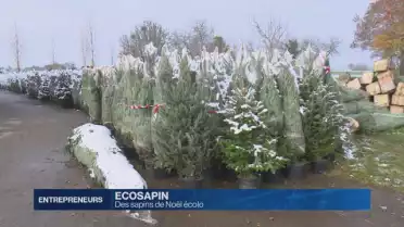 Les sapins de Noël écolo
