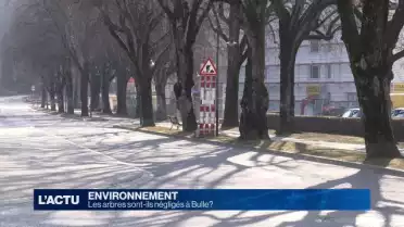 Des arbres menacés à Bulle?