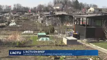 Lausanne présente sa stratégie d'agriculture urbaine