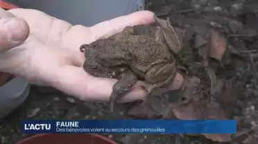 Des bénévoles volent au secours des grenouilles