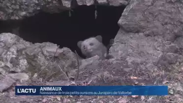 Naissance de trois petits oursons au Juraparc 