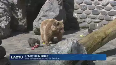 Voici les petits nouveaux du zoo de Servion