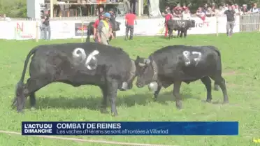 Combat de reines à Villarlod