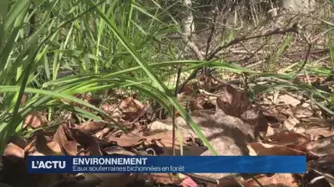 Eaux souterraines bichonnées en forêt