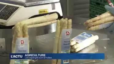 Les asperges sont arrivées