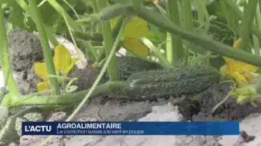 Le cornichon suisse en plein essor