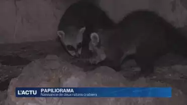 Naissance de deux ratons crabiers