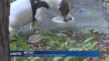Les animaux souffrent aussi de la chaleur