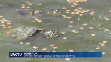 Un centre flambant neuf pour les tortues à Chavornay