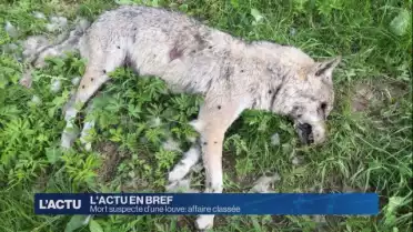Mort suspecte d'une louve: affaire classée