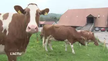 Réduction des antibiotiques dans les exploitations laitières