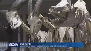Une journée pour valoriser les collections des musées