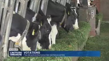 Pas de subvention pour les vaches à cornes.