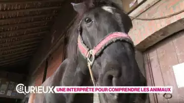 Une interprète pour comprendre les animaux
