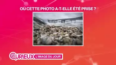 Des milliers de coquillages envahissent Pully