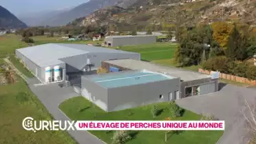 Un élevage de perches unique au monde