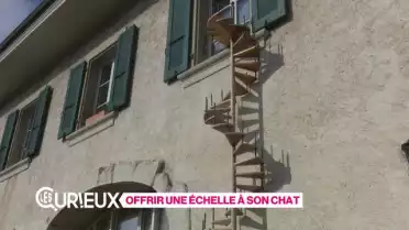 Offrir une échelle à son chat