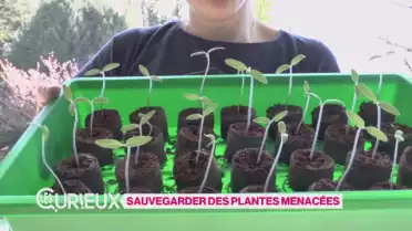 Sauvegarder les espèces menacées 