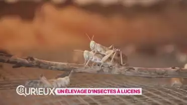 Un élevage d&#039;insectes à Lucens 