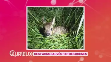 Des faons sauvés par des drones