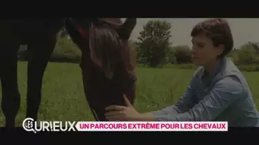 Un parcours extrême pour les chevaux